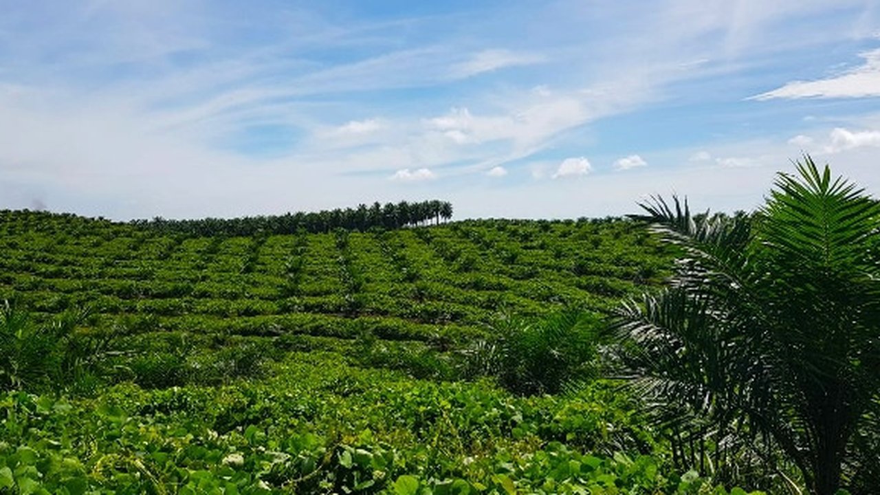 Hamparan kebun milik petani sawit plasma PTPN V sebagai bahan baku utama bahan bakar nabati program green fuel. (Liputan6.com/M Syukur)