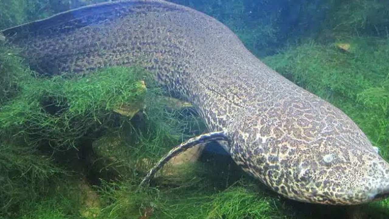 Ikan Methuselah, ikan tertua yang hidup di akurium.