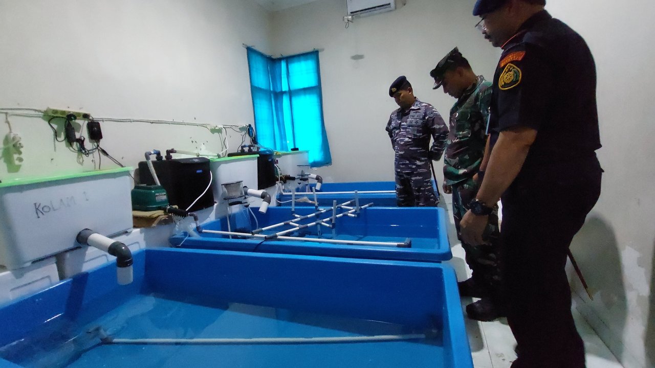 Barang bukti berupa benih lobster yang berhasil diamankan dari pelaku penyelundupan di Pulau Rimau Banyuasin Sumsel (Liputan6.com / Nefri Inge)