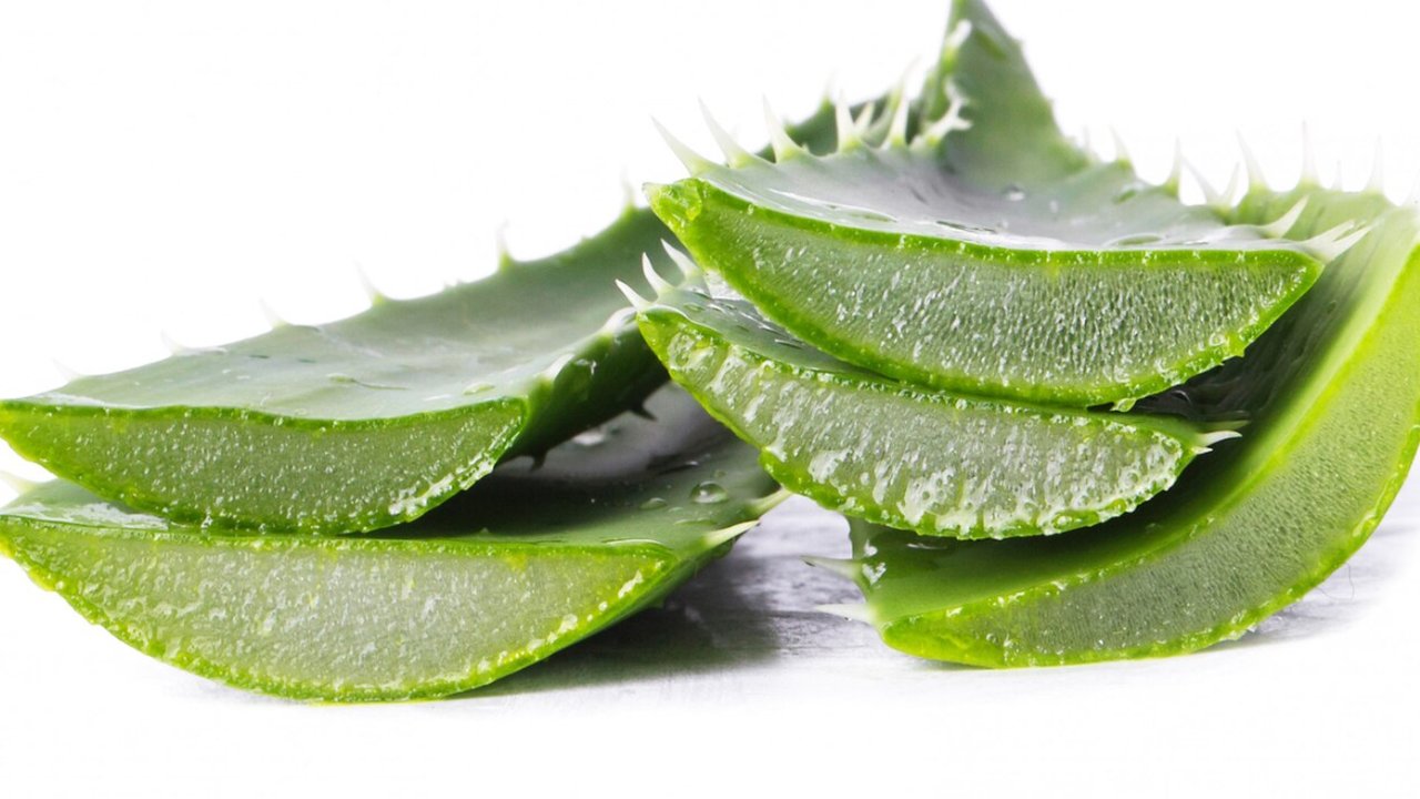 lidah buaya