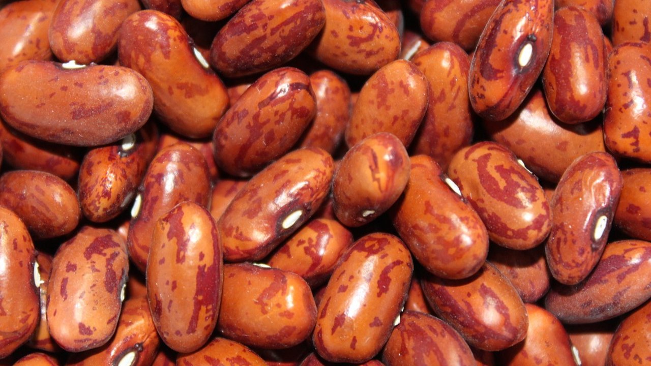 kacang merah