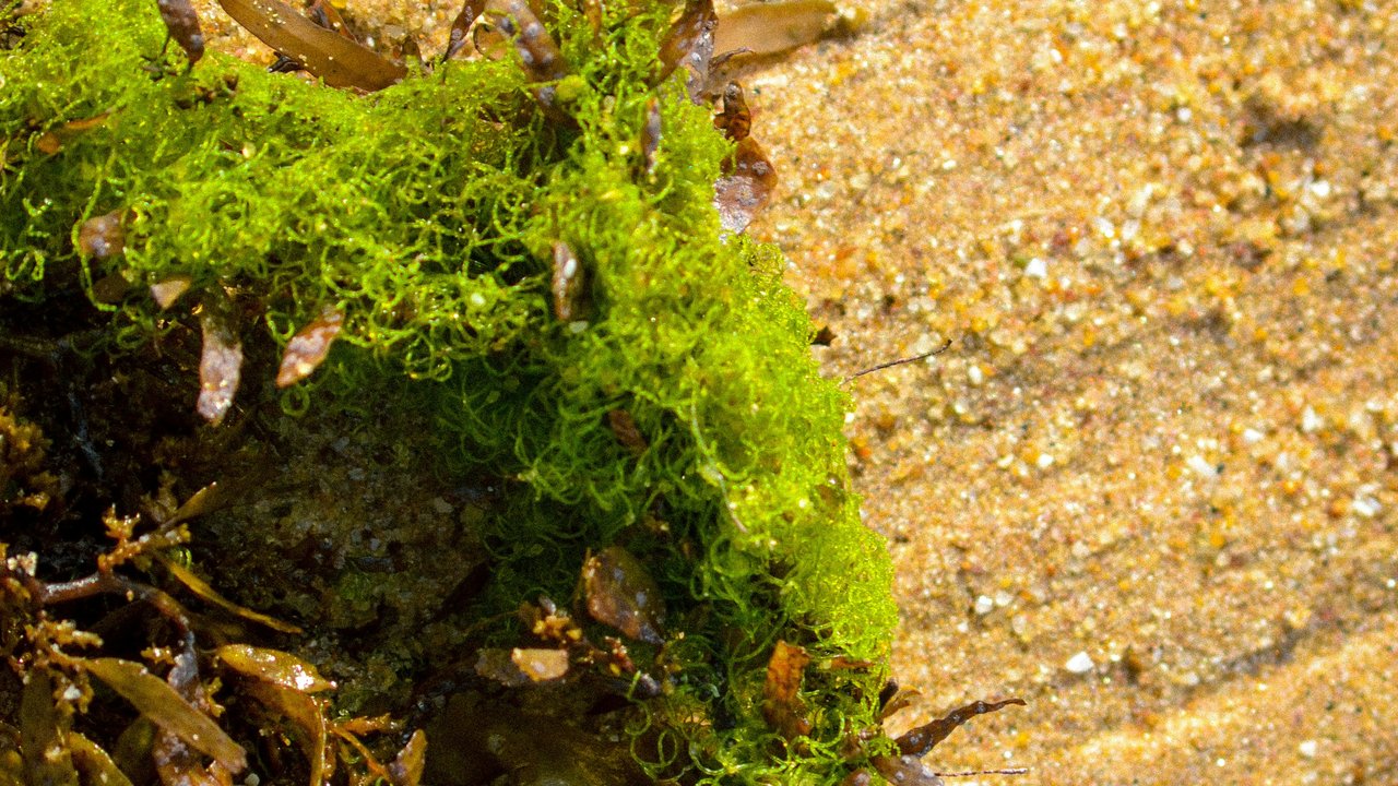 10 Manfaat Sea Moss untuk Kesehatan, Perkuat Imunitas Tubuh