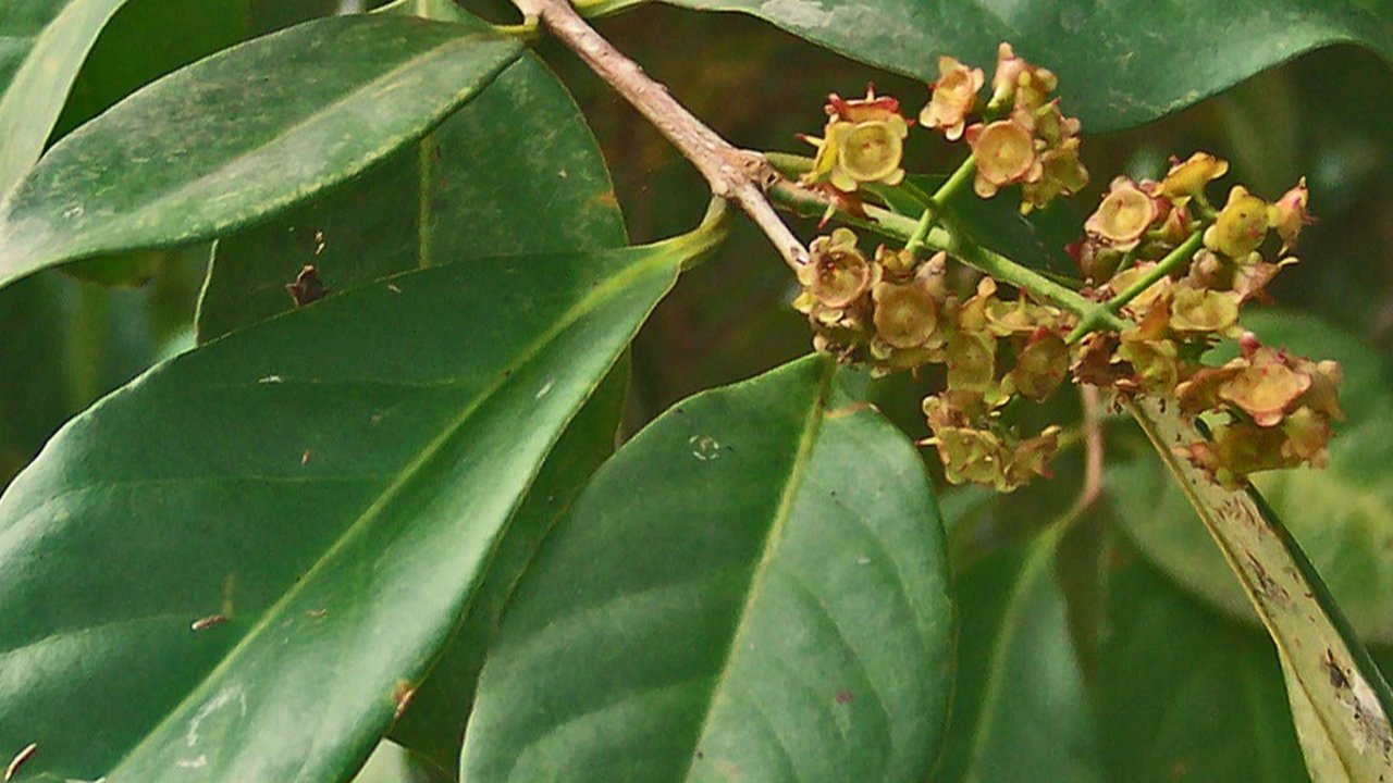 daun salam