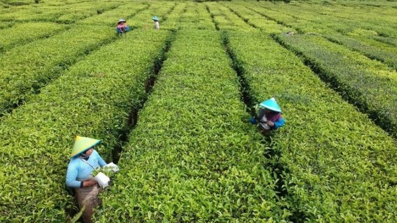 Pesona Kebun Teh Kabupaten Solok, Sumatera Barat. (Liputan6.com/ Novia Harlina)
