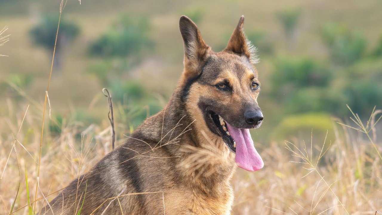 Doa saat bertemu anjing galak dan tips menghadapinya.