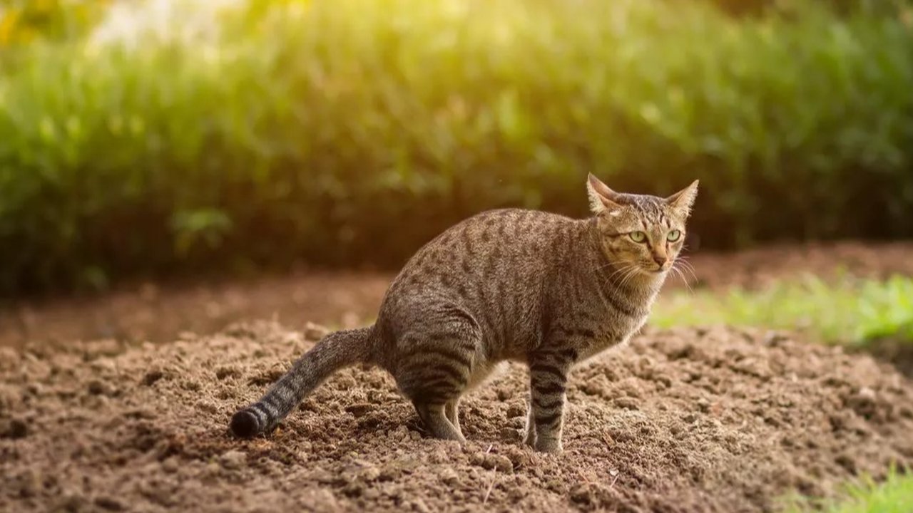 Menginjak Kotoran Kucing Pertanda Apa