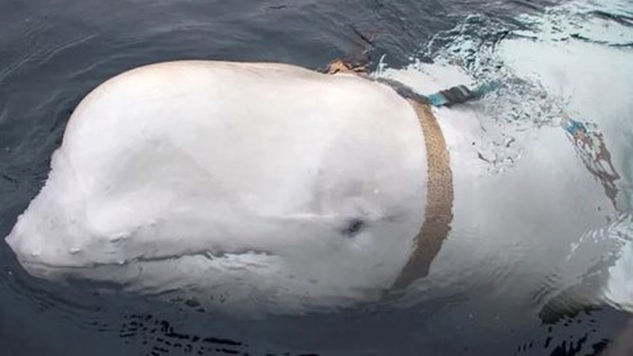 Ilustrasi Paus Beluga Putih