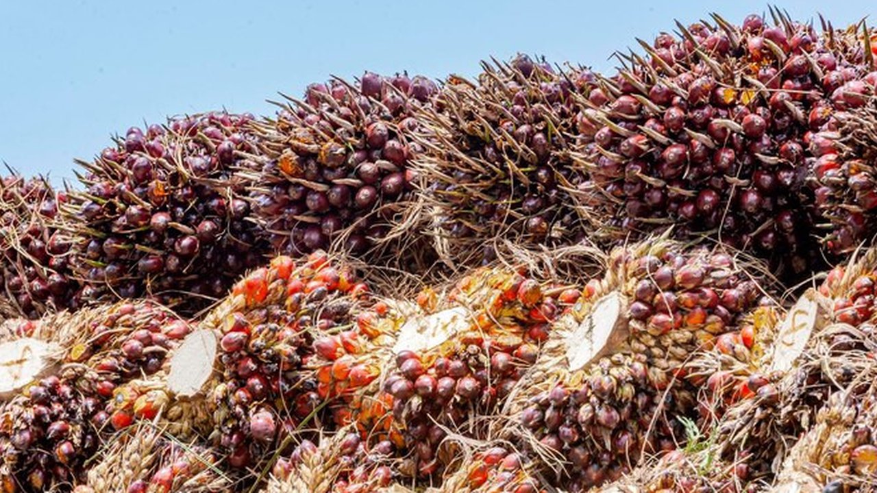 Sawit atau Crude Palm Oil (CPO). Foto: Freepik/9images