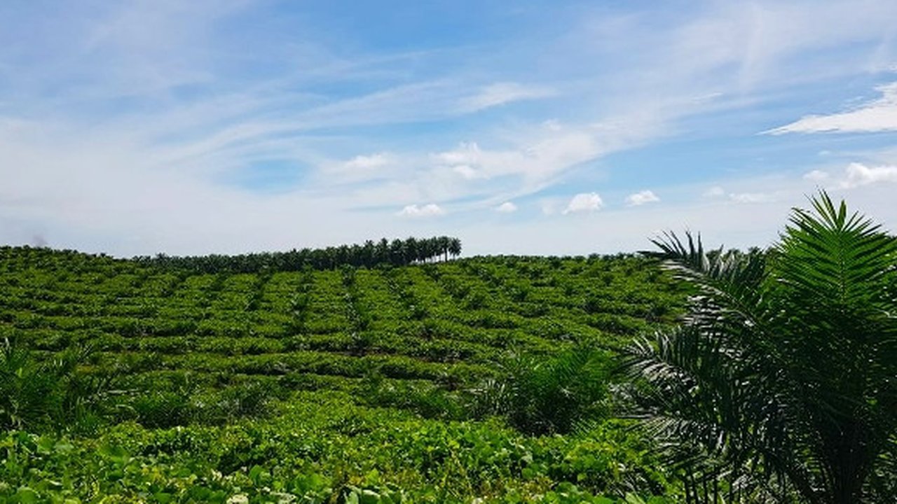Hamparan kebun milik petani sawit plasma PTPN V sebagai bahan baku utama bahan bakar nabati program green fuel. (Liputan6.com/M Syukur)