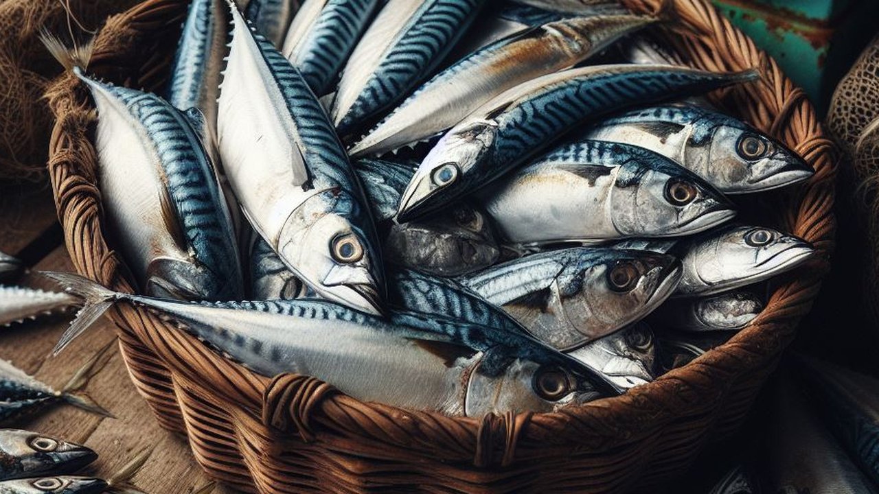 Ilustrasi Ikan Kembung
