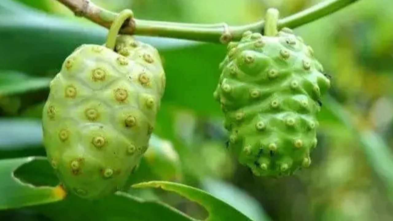Mengkudu. (Via: sites.google.com)