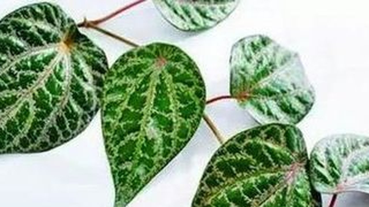 daun sirih merah