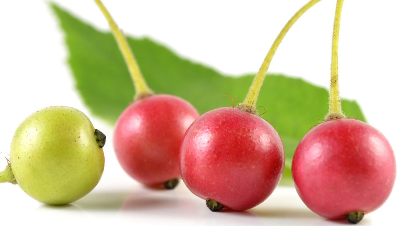 Buah Kersen (Sumber: iStockphoto)