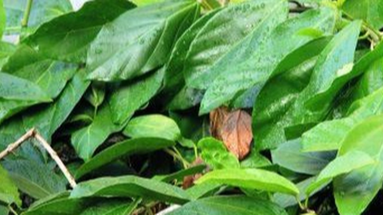 Daun Cincau