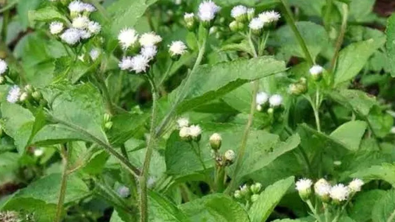 Tumbuhan Bandotan yang dianggap sebagai gulma ternyata mengandung senyawa yang bisa digunakan sebagai obat herbal dan pestisida nabati. (Foto: Liputan6.com/Unsoed/Muhamad Ridlo).