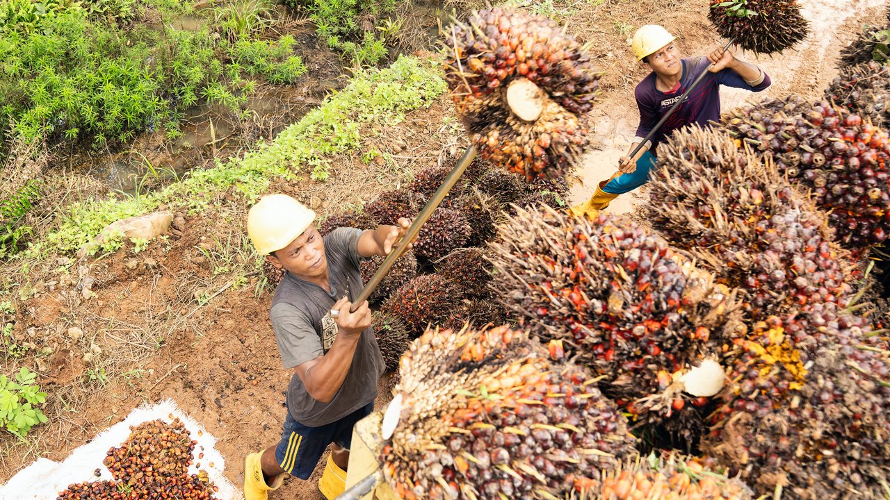 Perusahaan perkebunan sawit milik negara terluas di dunia PTPN IV PalmCo melalui PTPN IV Regional III yang beroperasi di Bumi Lancang Kuning, Provinsi Riau mengapalkan sebanyak 14.499,067 ton