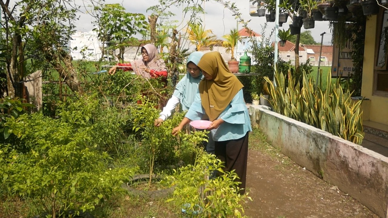 Tanam Cabai di Pekarangan Rumah