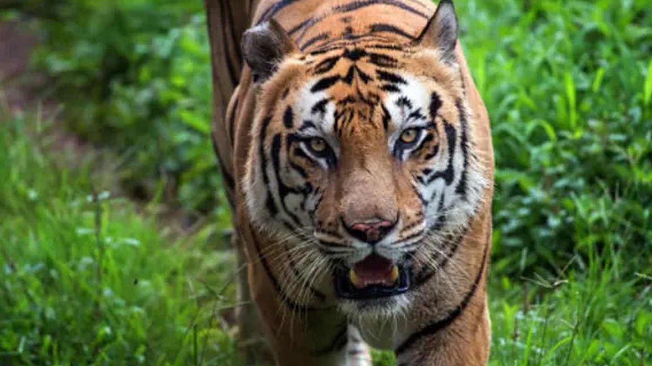 Ilustrasi harimau India. (Unsplash)