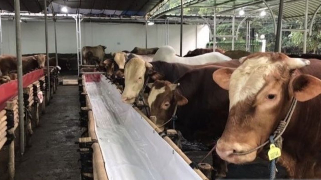 Sebanyak 50 sapi di Kalimantan Timur terjangkit penyakit kulit infeksius (LSD) pada Januari 2025, mendorong Dinas Peternakan dan Kesehatan Hewan Kaltim melakukan langkah pengendalian penyakit, terutama menjelang Idul Fitri dan Idul Adha.