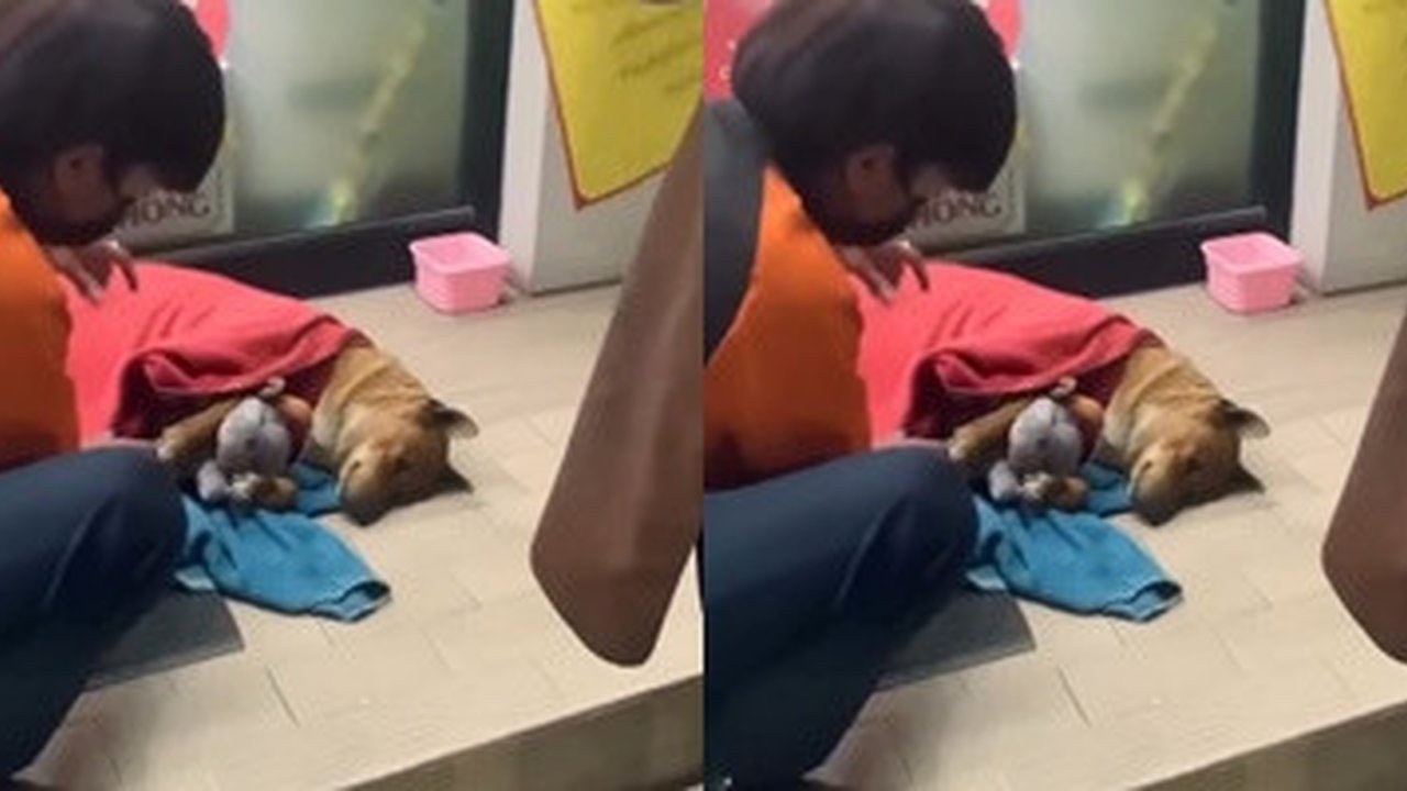 Anjing Moo Daeng Setia Tunggu Pemiliknya yang Telah Wafat di Depan Minimarket, Mirip Hachiko Jepang