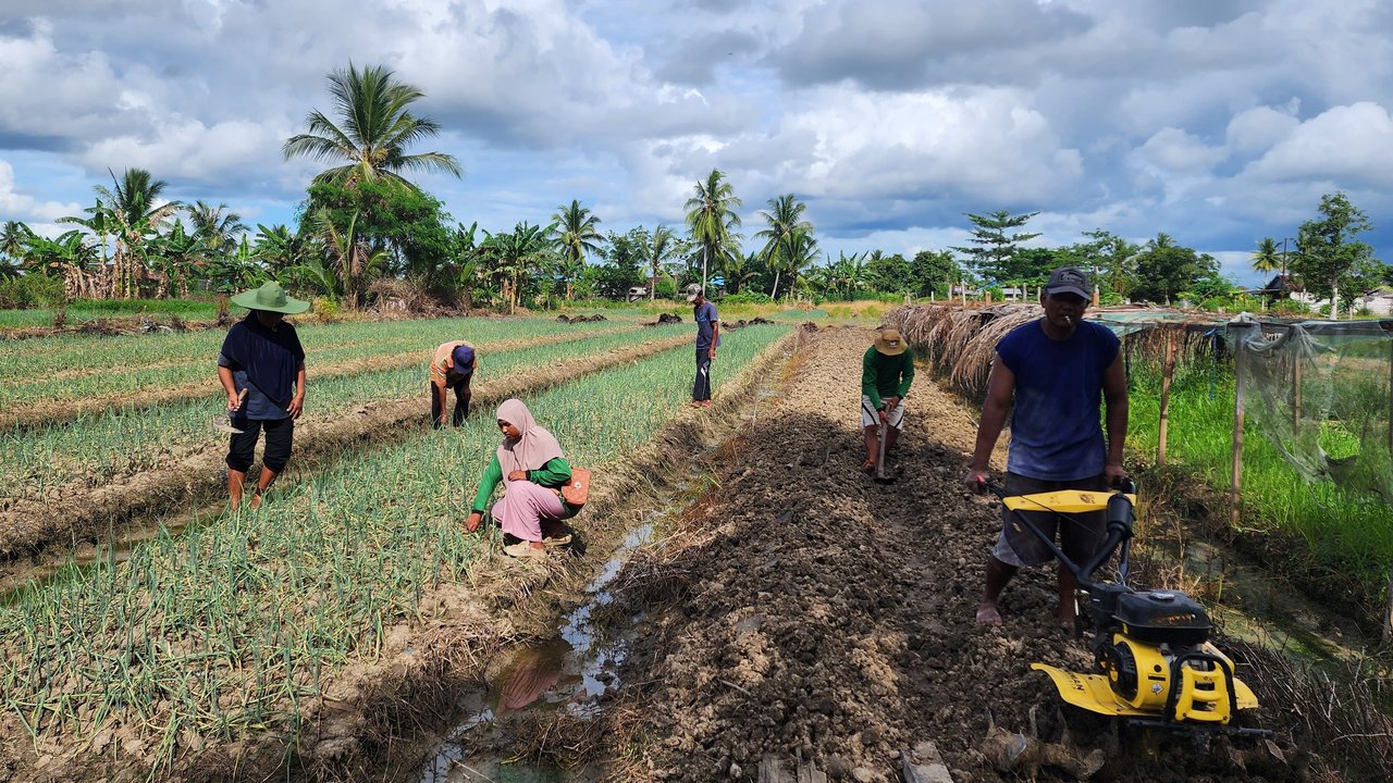 Kisah Petani di Merauke yang Produktivitasnya Meningkat Berkat Program Klaster Usaha BRI