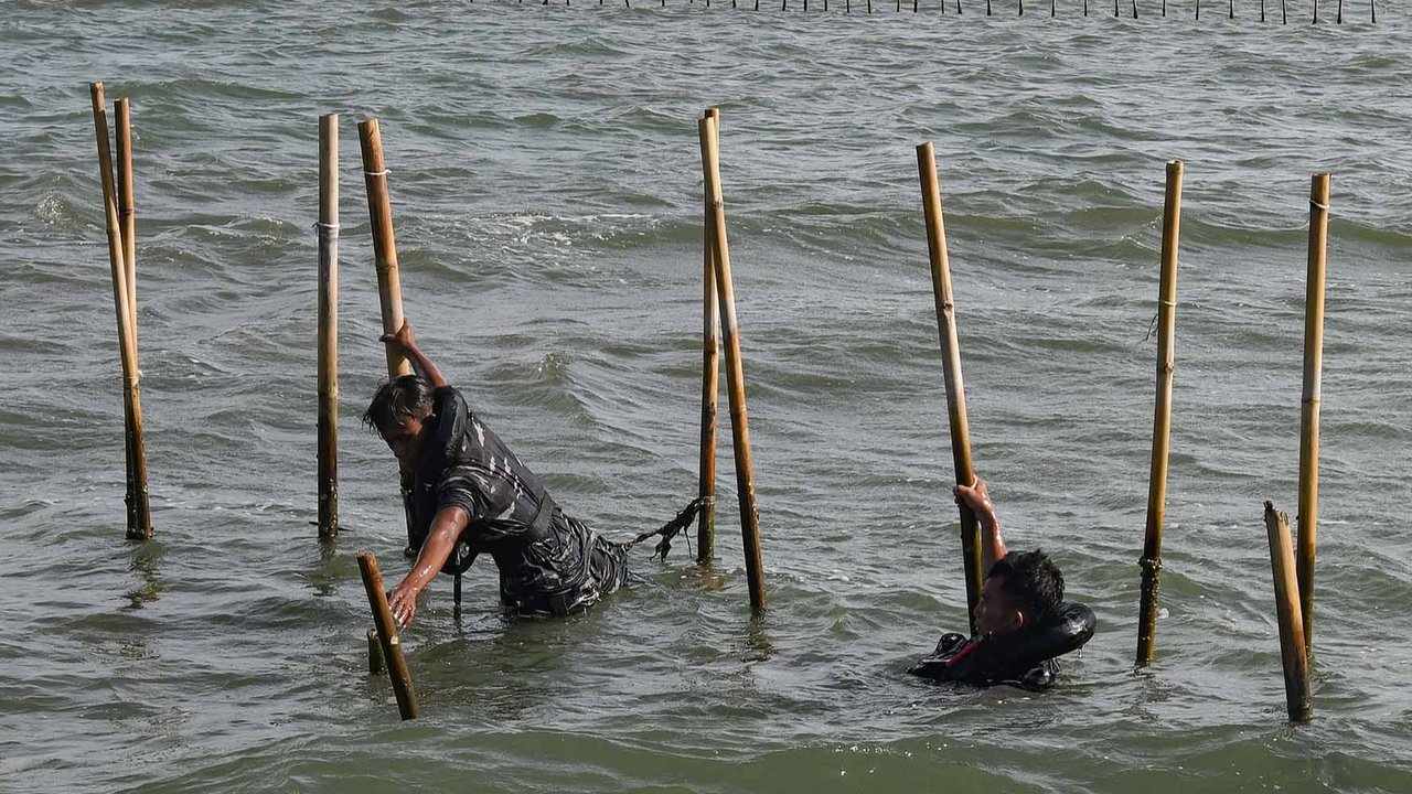 Personel Kopaska TNI AL membongkar pagar laut yang terpasang di kawasan pesisir Tanjung Pasir, Kabupaten Tangerang, Banten, Sabtu (18/1/2025). Sebanyak 600 personel TNI AL dan para nelayan Tanjung Pasir membongkar pagar laut tanpa izin dengan target penyelesaian selama 10 hari dengan jarak sepanjang 30,16 km
foto: merdeka.com/ arie basuki