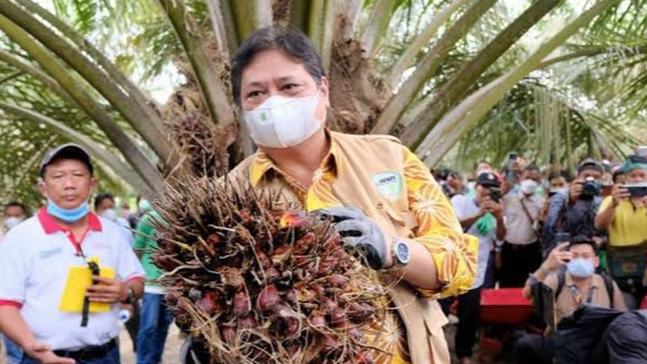 Airlangga Hartarto di kebun sawit