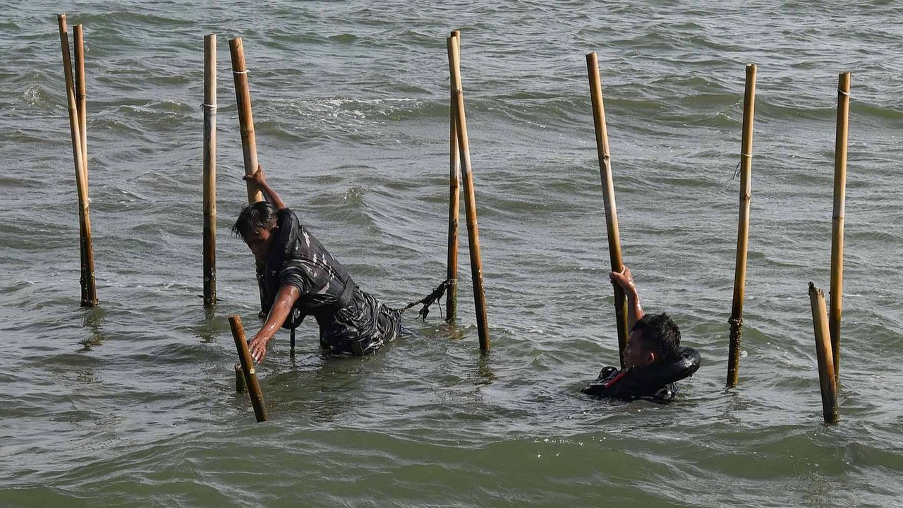 Personel Kopaska TNI AL membongkar pagar laut yang terpasang di kawasan pesisir Tanjung Pasir, Kabupaten Tangerang, Banten, Sabtu (18/1/2025). Sebanyak 600 personel TNI AL dan para nelayan Tanjung Pasir membongkar pagar laut tanpa izin dengan target penyelesaian selama 10 hari dengan jarak sepanjang 30,16 km
foto: merdeka.com/ arie basuki