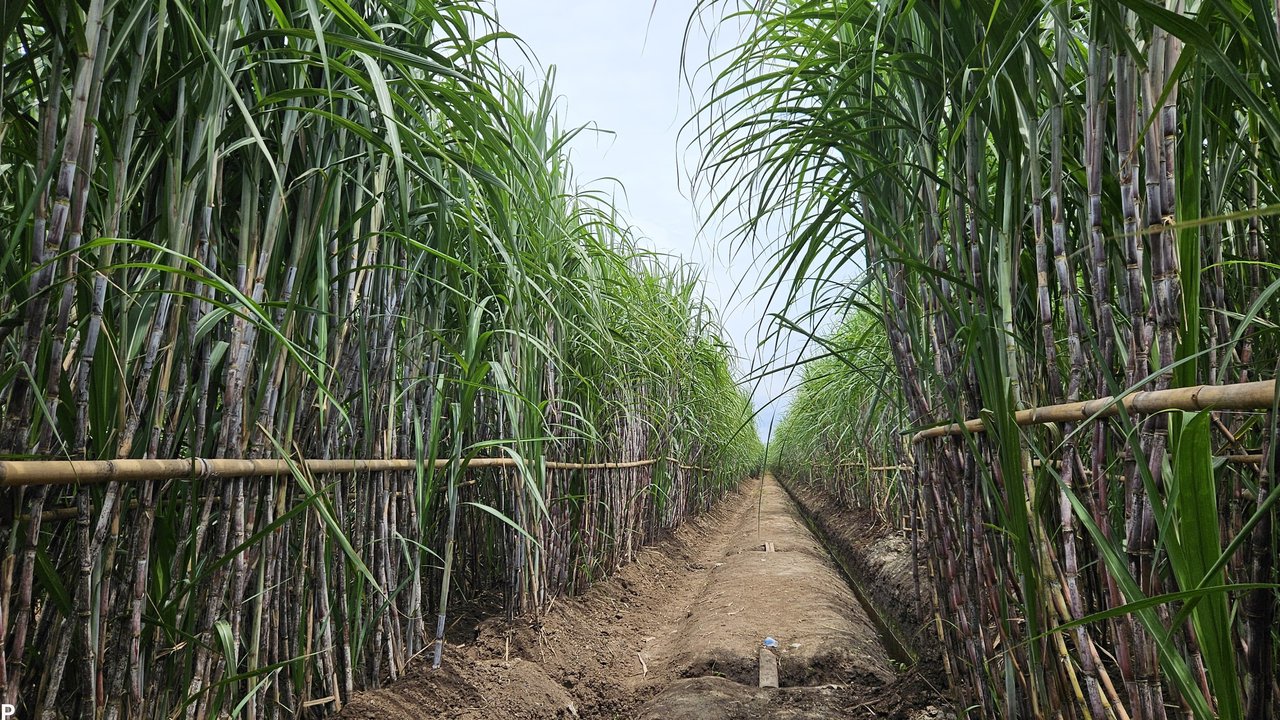 Tanaman tebu. (Dok. Holding Perkebunan Nusantara PTPN III)