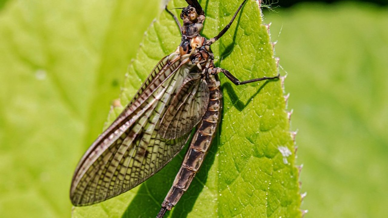 Lalat Capung atau Mayfly