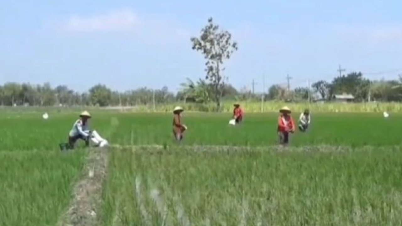 Produksi padi Kabupaten Ngawi, Jawa Timur pada tahun 2024 meningkat menjadi 778 ribu ton GKG, berkat inovasi pertanian dan perluasan lahan, namun tantangan berupa target tanam yang tinggi di tahun 2025 perlu dihadapi.