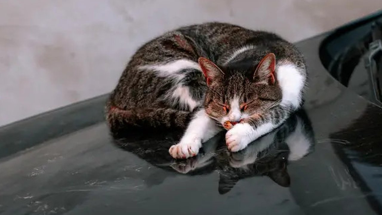 Mengusir Kucing yang Suka Nongkrong di Kap Mobil (Pexels/Didss)