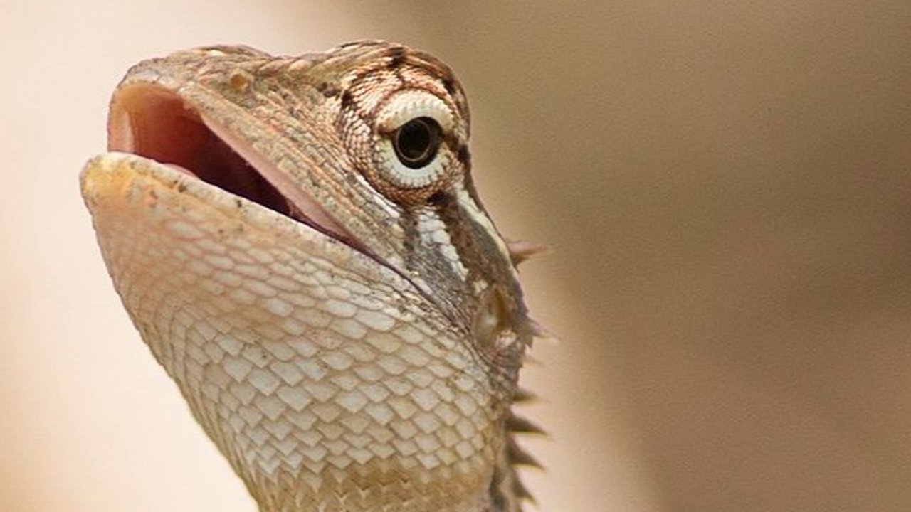 Para peneliti telah mendeskripsikan spesies baru dari genus Calotes dari Tiongkok selatan dan Vietnam utara.