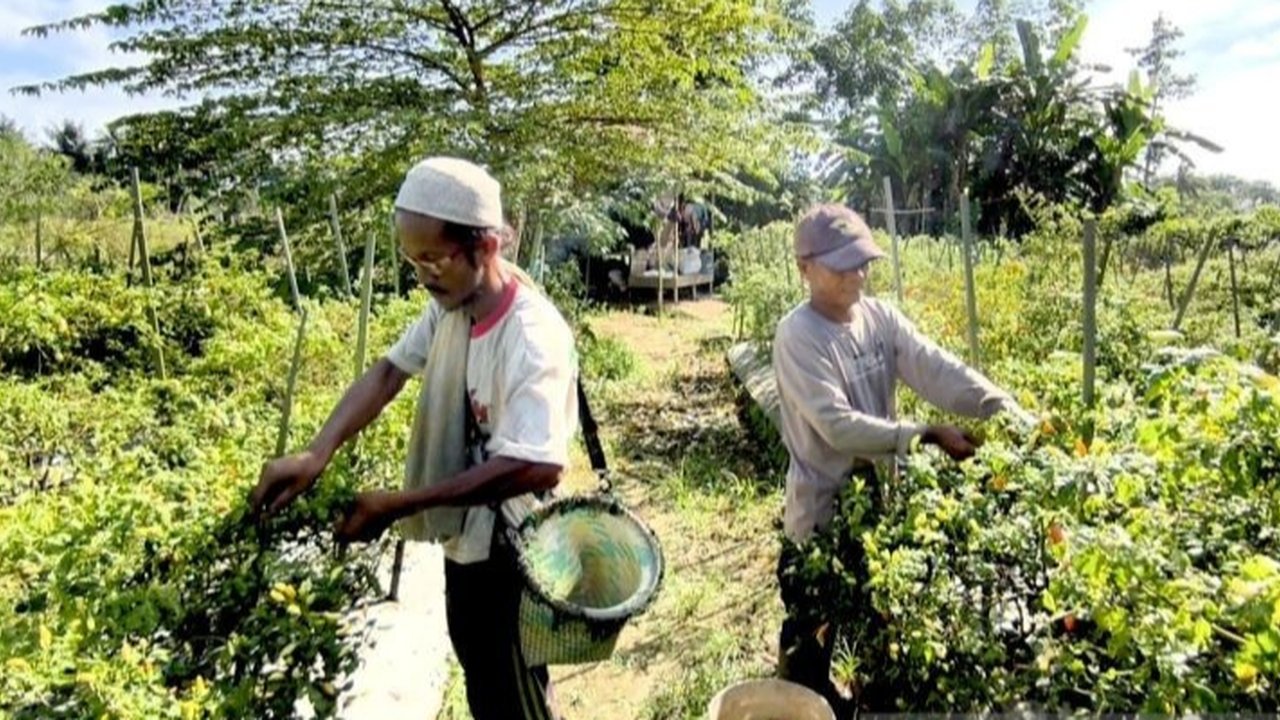Tanam Cabai di Pekarangan Rumah