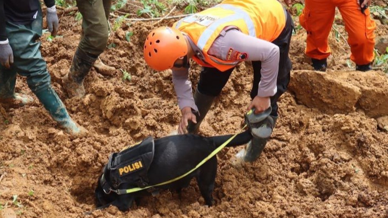 Tim K-9 Polda Jawa Tengah berhasil menemukan jasad bayi 5 bulan yang tertimbun longsor di Pekalongan, Jawa Tengah, menambah jumlah korban meninggal menjadi 21 orang, sementara pencarian masih berlanjut.