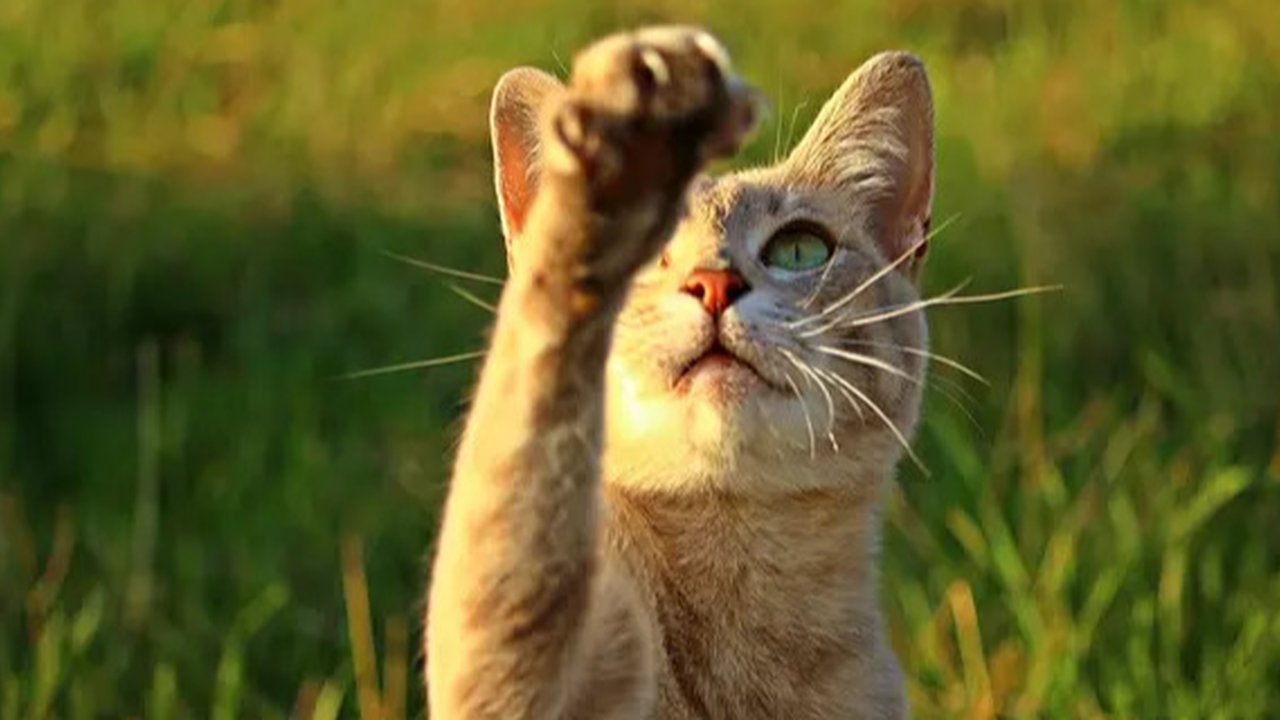 Ekspresi kucing kaget (Sumber: Boredpanda)