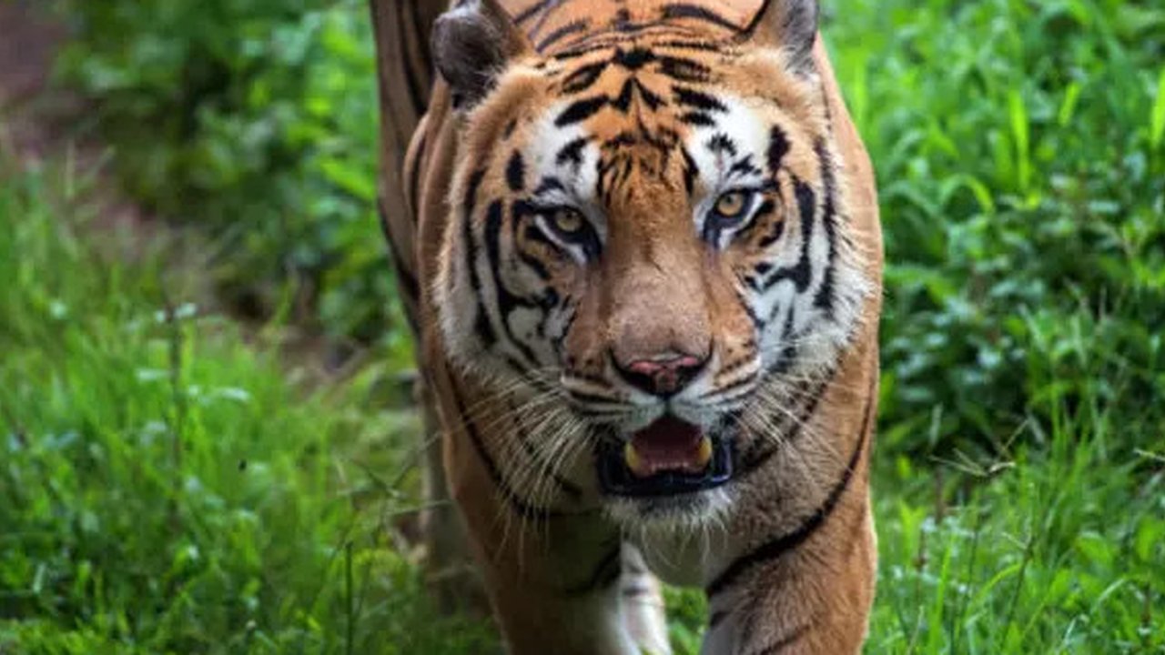 Seorang warga Lampung Barat ditemukan tewas di kebunnya dengan luka gigitan hewan buas, diduga dimangsa harimau Sumatera pada Selasa, 21 Januari 2025.