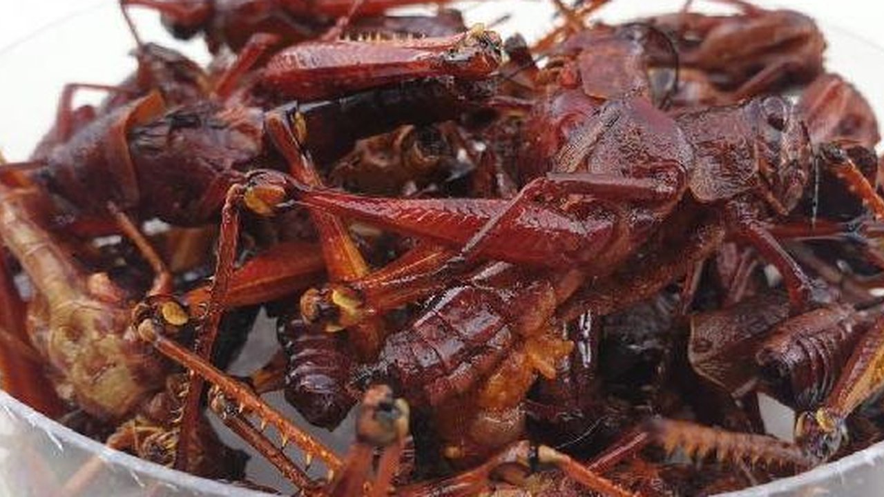 Contohnya di daerah Gunung Kidul, Sleman, Jogjakarta banyak ditemui penjual belalang goreng di pinggir jalan.