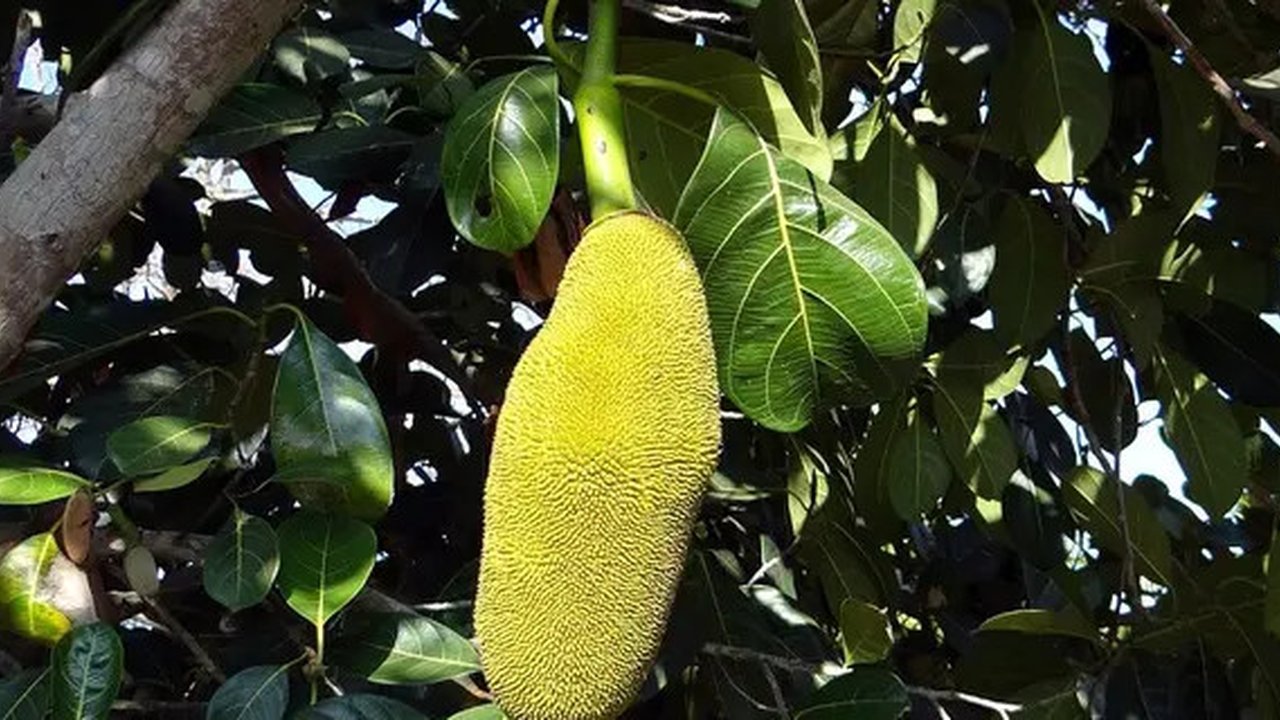 Ekstrak daun nangka mempunyai banyak manfaat (Dok.Poxabay.com)