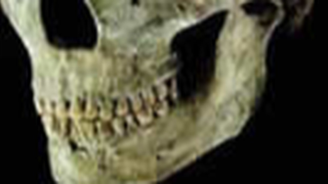 Galeri di Semarang Jual Tengkorak Manusia