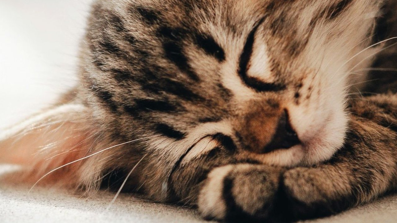 Makanan Anak Kucing