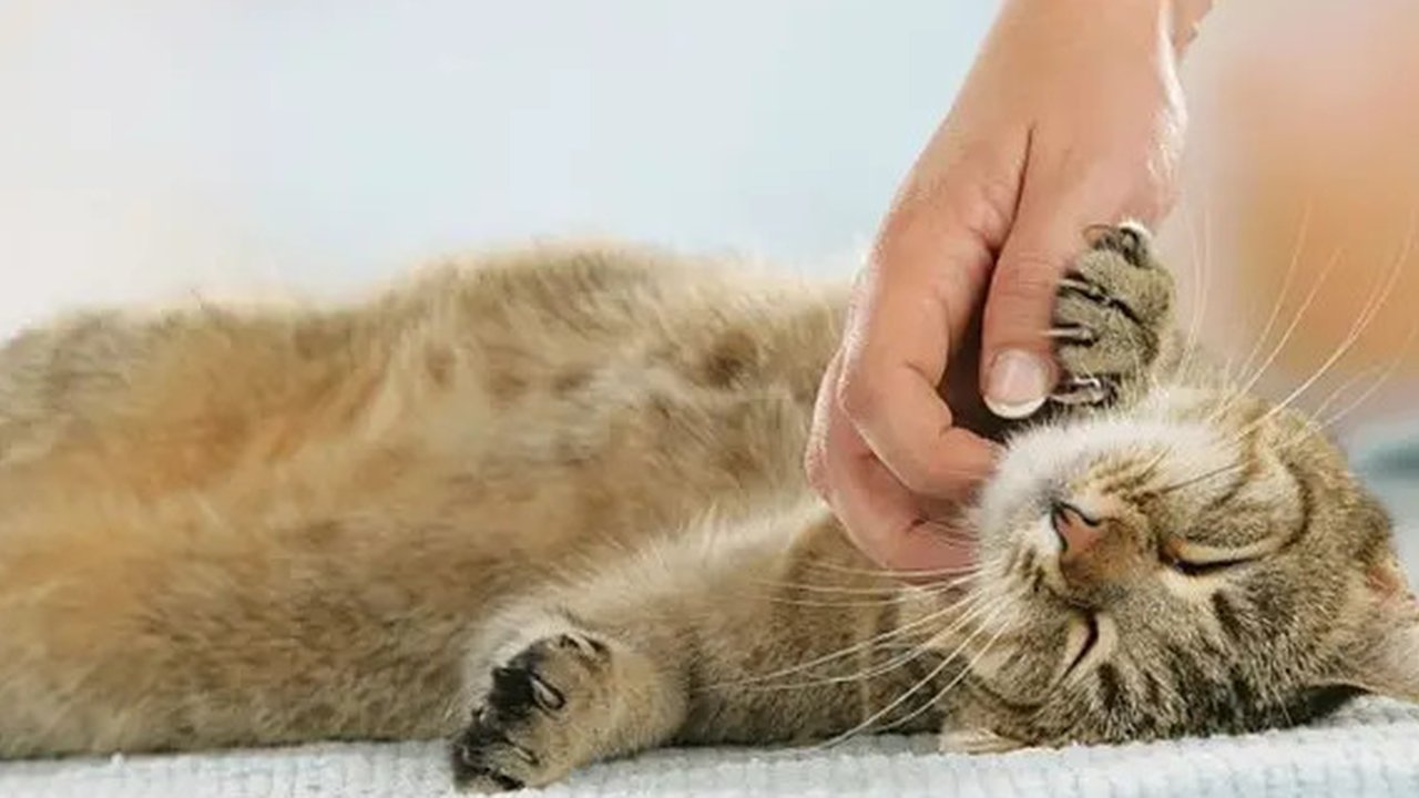 Gak cuma telaten, merawat hewan peliharaan itu harus pintar. Nih beberapa cara mudah bikin kucingmu sehat dan senang. Seperti apa ya?