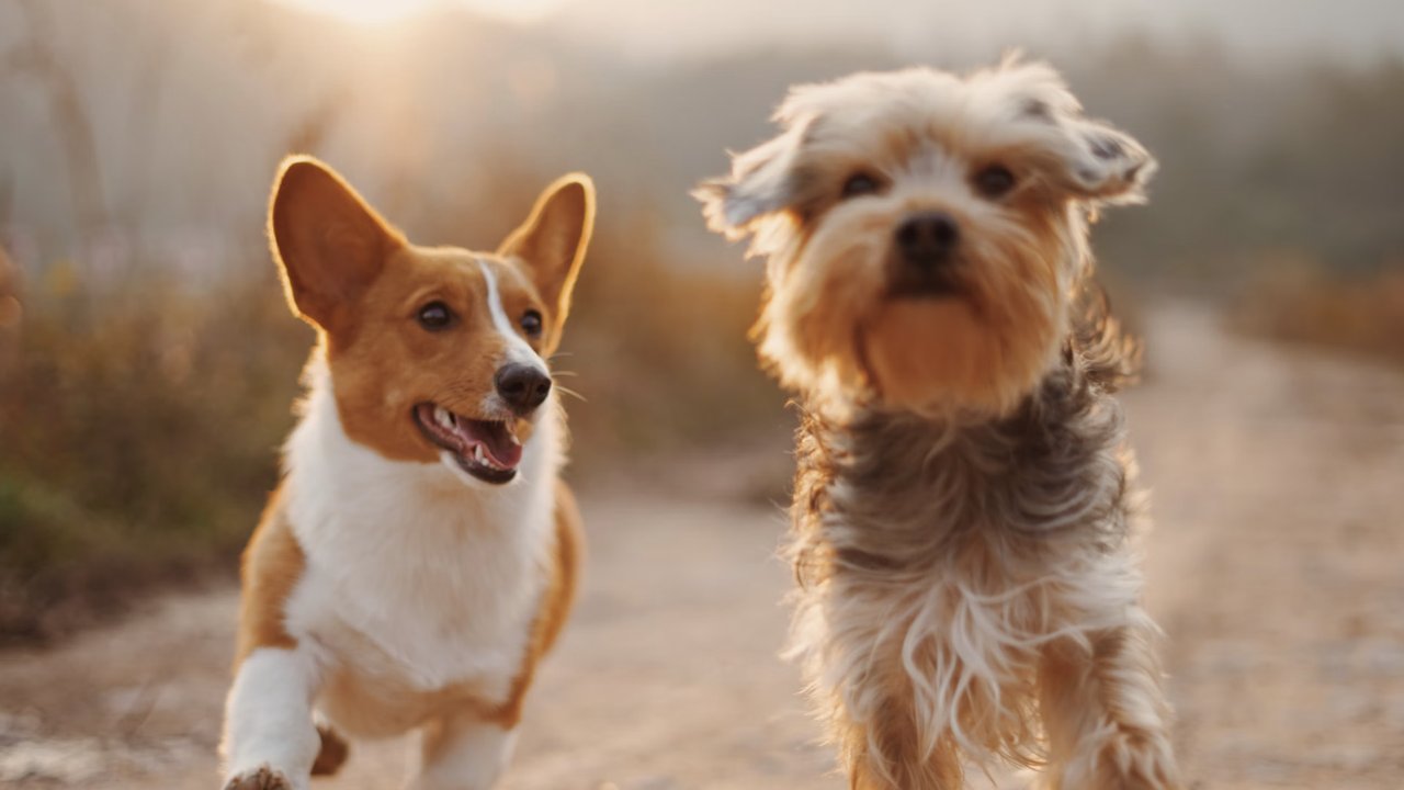 Anjing Kesayangan Keluarga Raja Ini Terpaksa Disuntik Mati, Penyebabnya Bikin Sedih