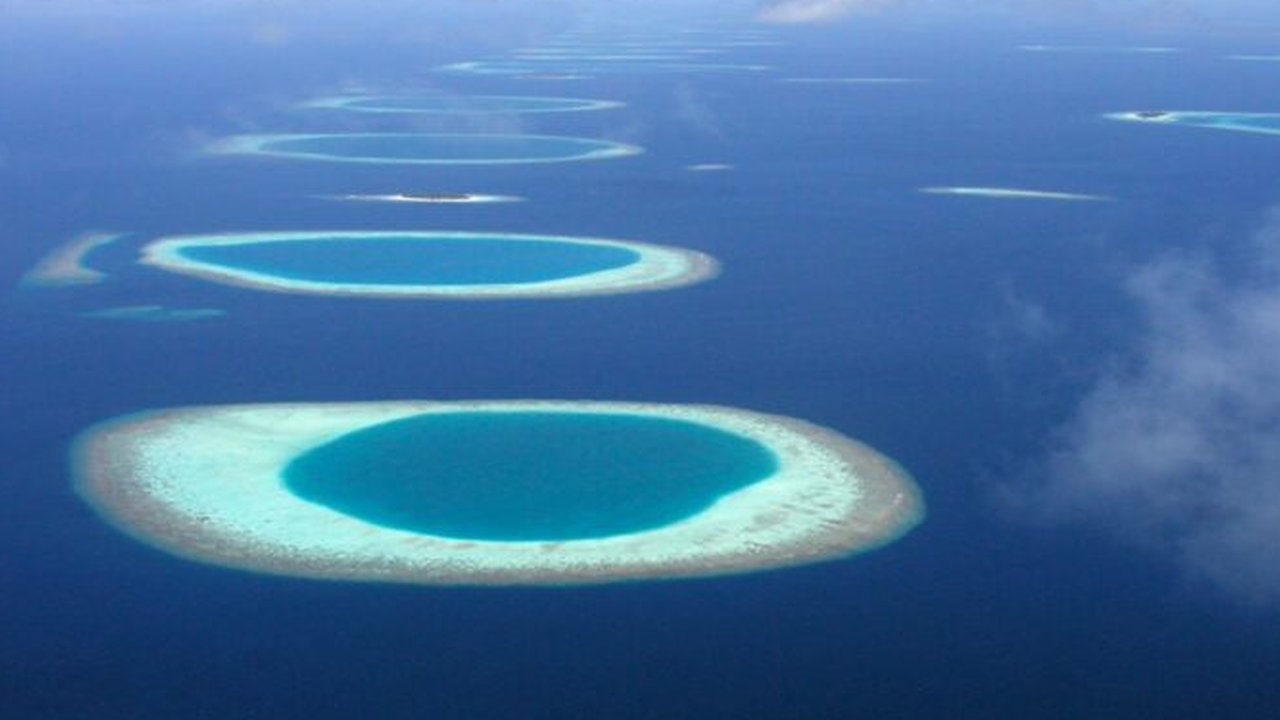 Ilmuwan Temukan Hutan Amazon di Bawah Laut Indonesia, Membentang Sampai 6 Negara