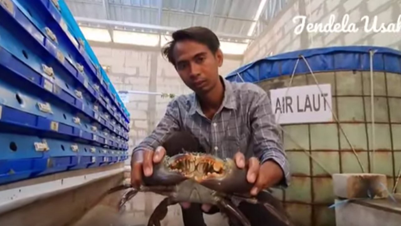 Dulu Kerja di Kantor Pajak, Pria Ini Sukses Usaha Kepiting di Kampung Halaman