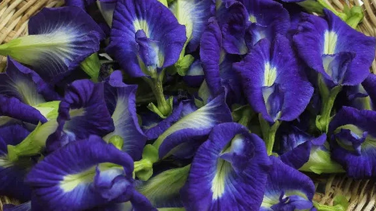 17 Manfaat Bunga Telang untuk Kesehatan Tubuh, Kaya Antioksidan - Atasi Rasa Cemas