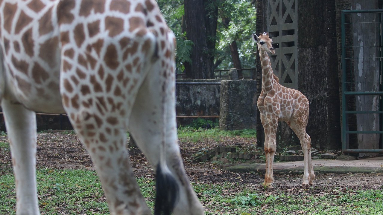 Rajaka, anak jerapah di Taman Margasatwa Ragunan.