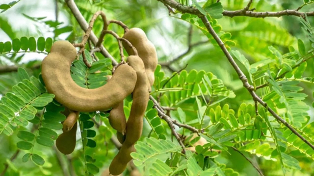 <p>Daun Asam Jawa</p>