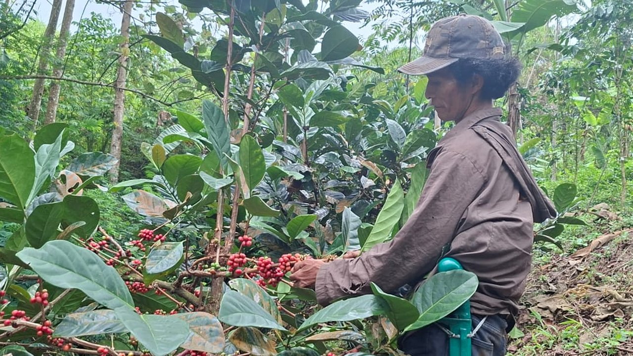 Kopi Indonesia Kian Dikenal Dunia, Bagaimana Kesejahteraan Petaninya?