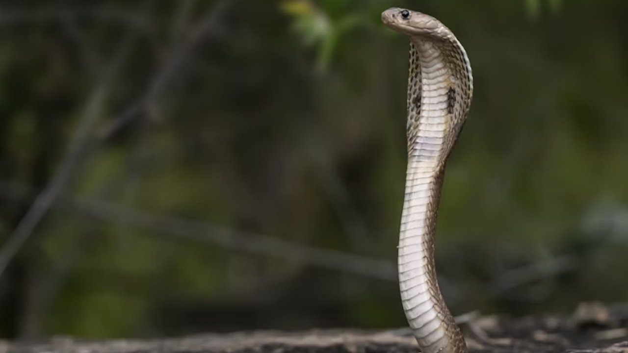 Ilustrasi Ular Kobra